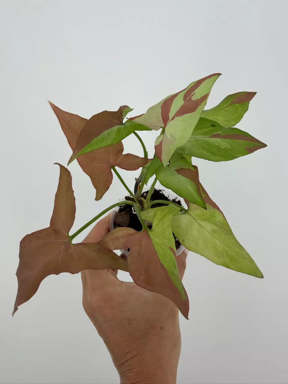 Syngonium Orm Nagpum Plant # 566 thumbnail