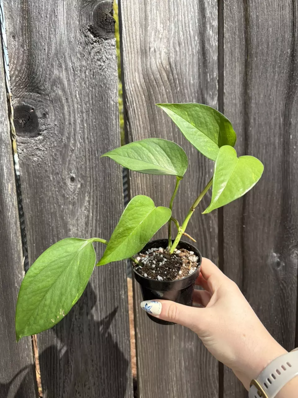 Golden pothos thumbnail