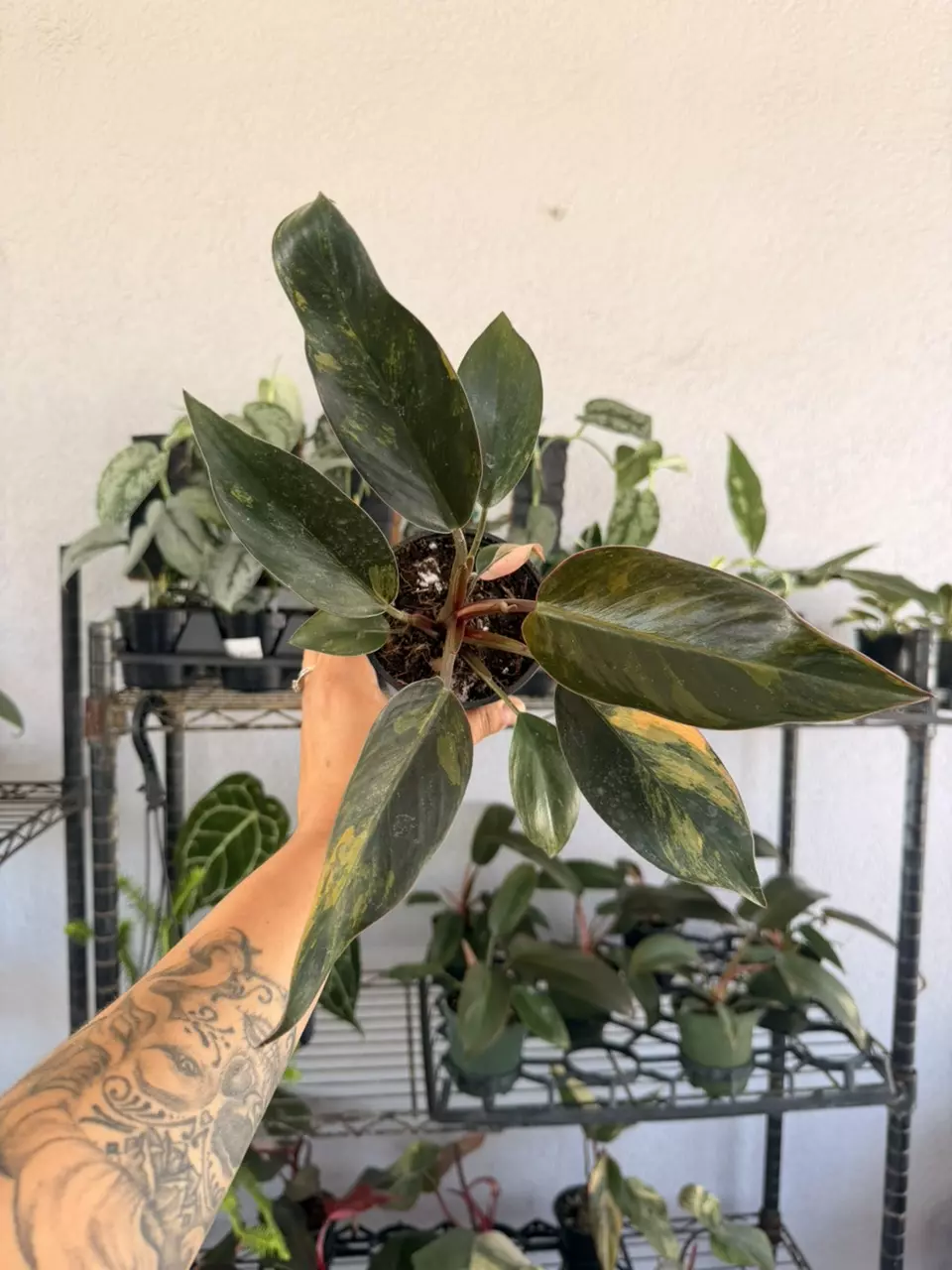 Philo red Congo variegated 4” thumbnail