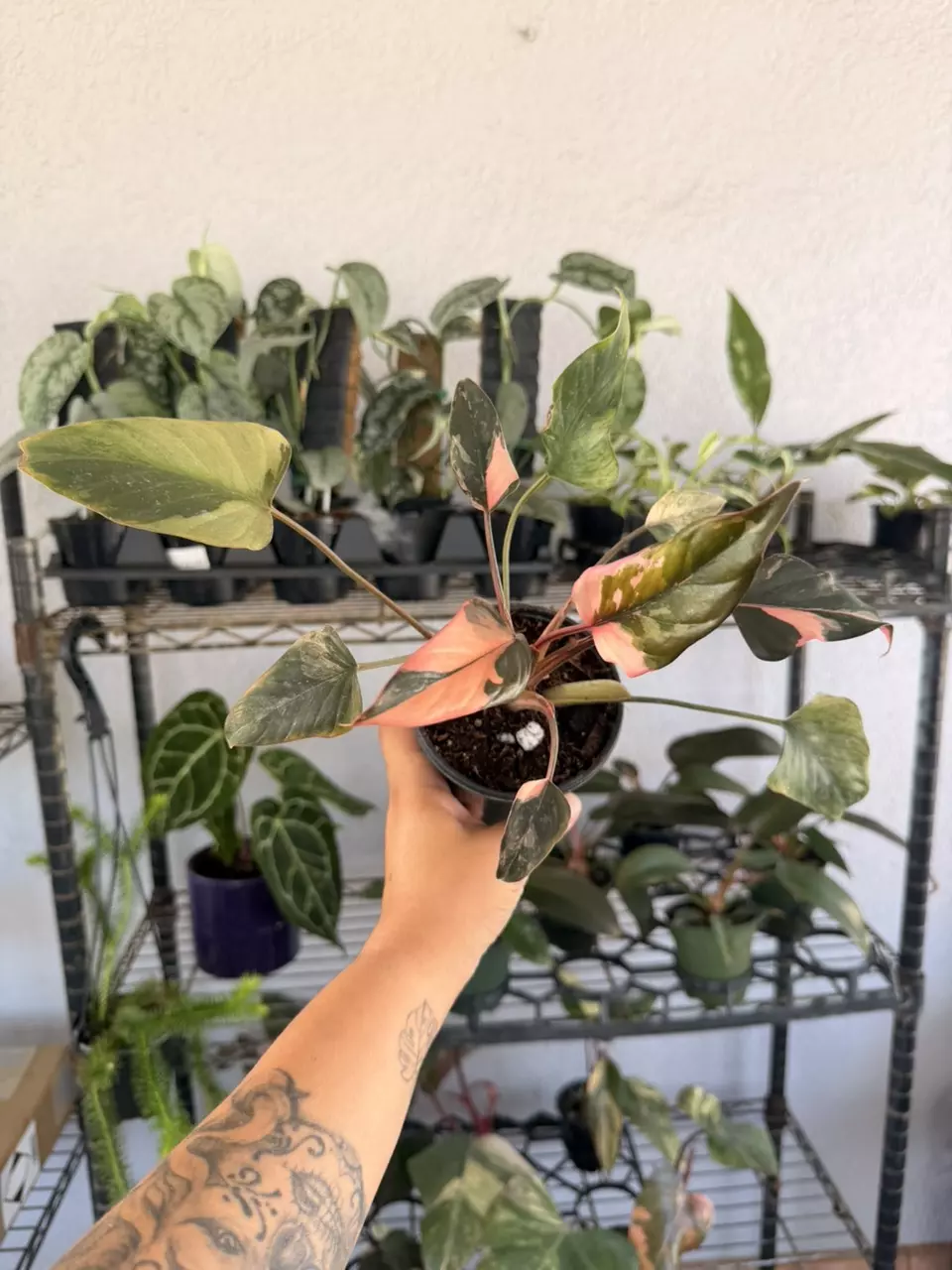 Homalomena pink diamond 4” thumbnail