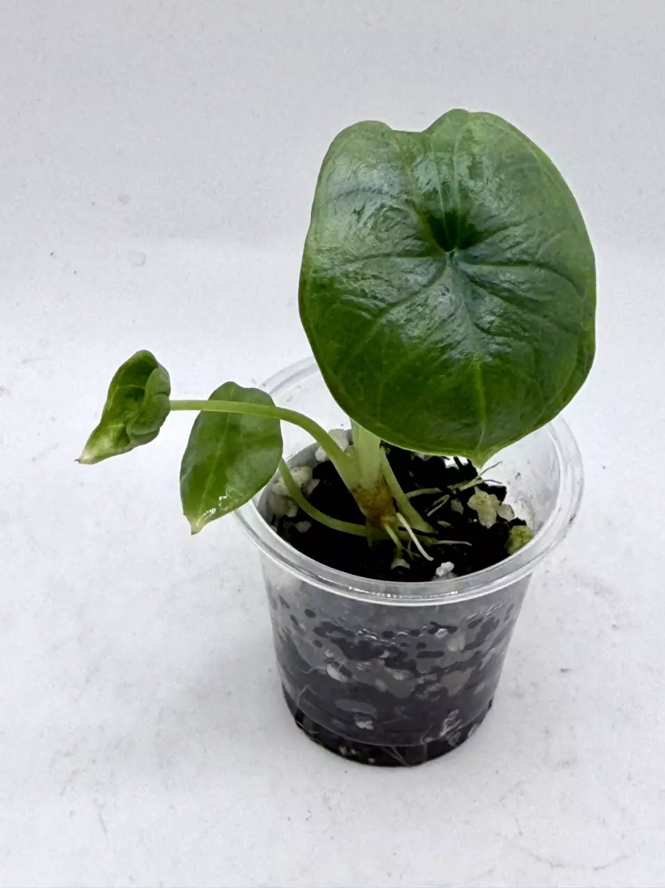 Alocasia Bisma Platinum TC grown from albo mother thumbnail