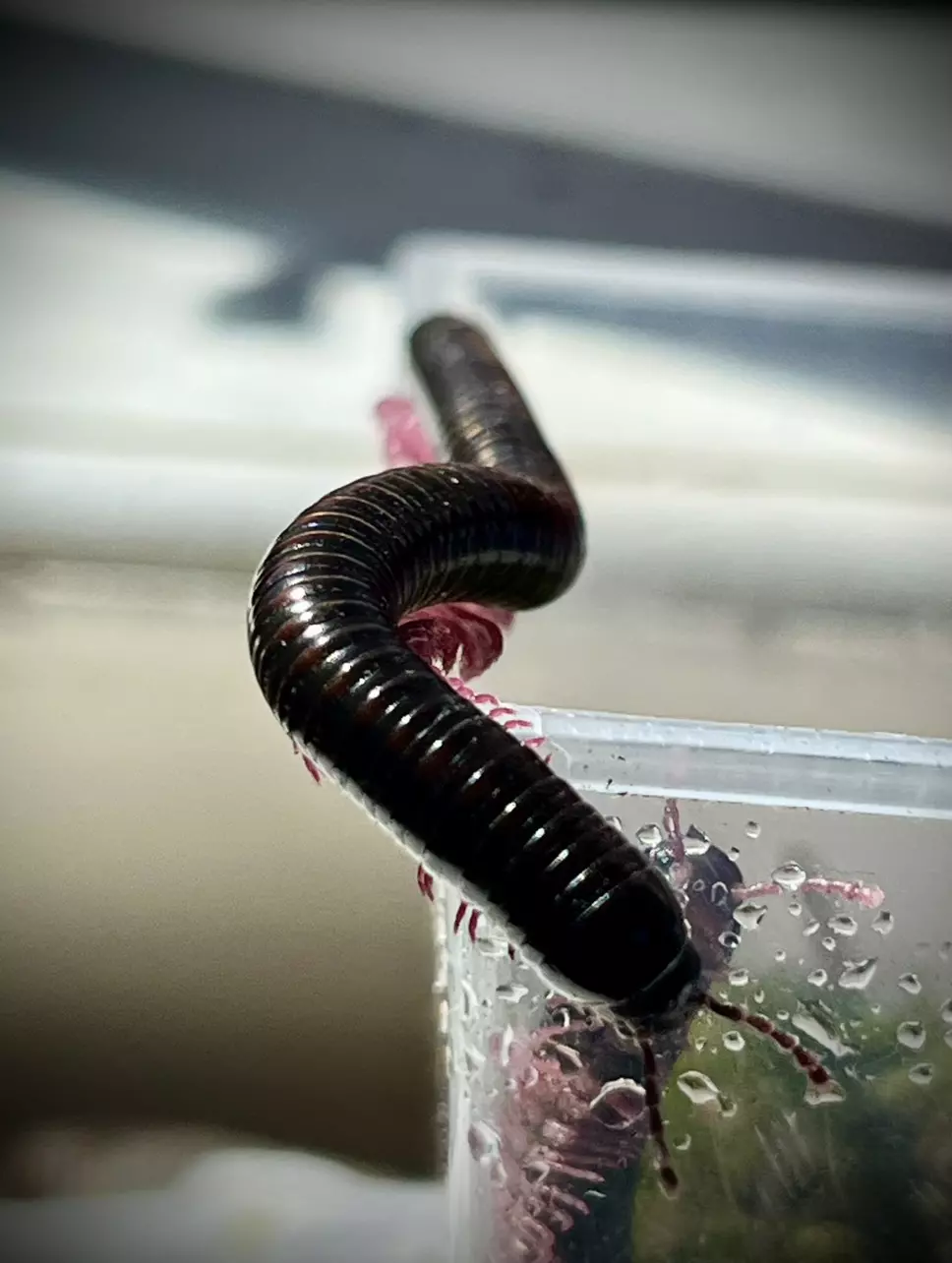Gold Striped Pink Footed Unidentified
Millipede Pair 1.1. thumbnail