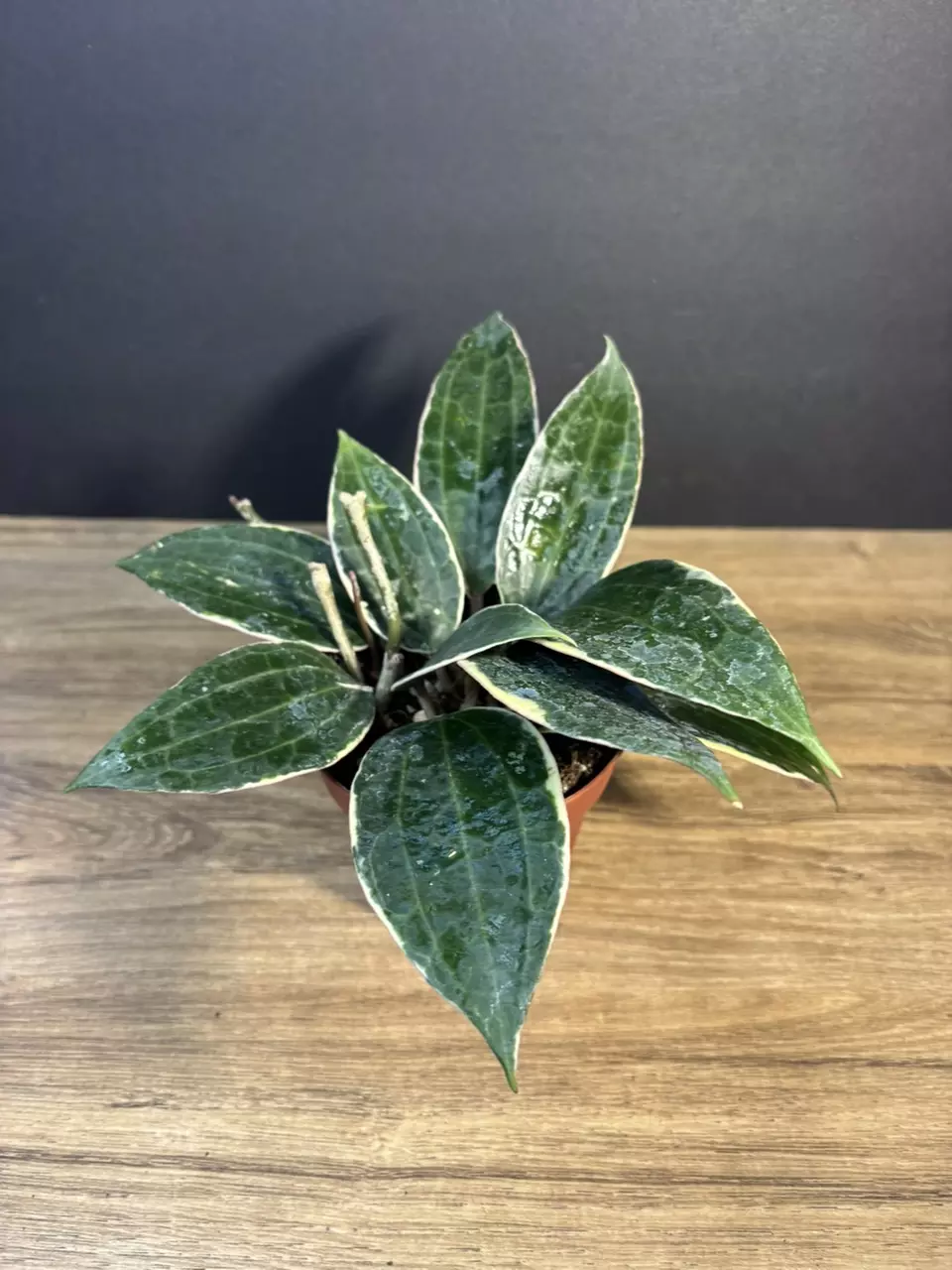 Hoya Macrophylla Alboginata 4” 3228 thumbnail