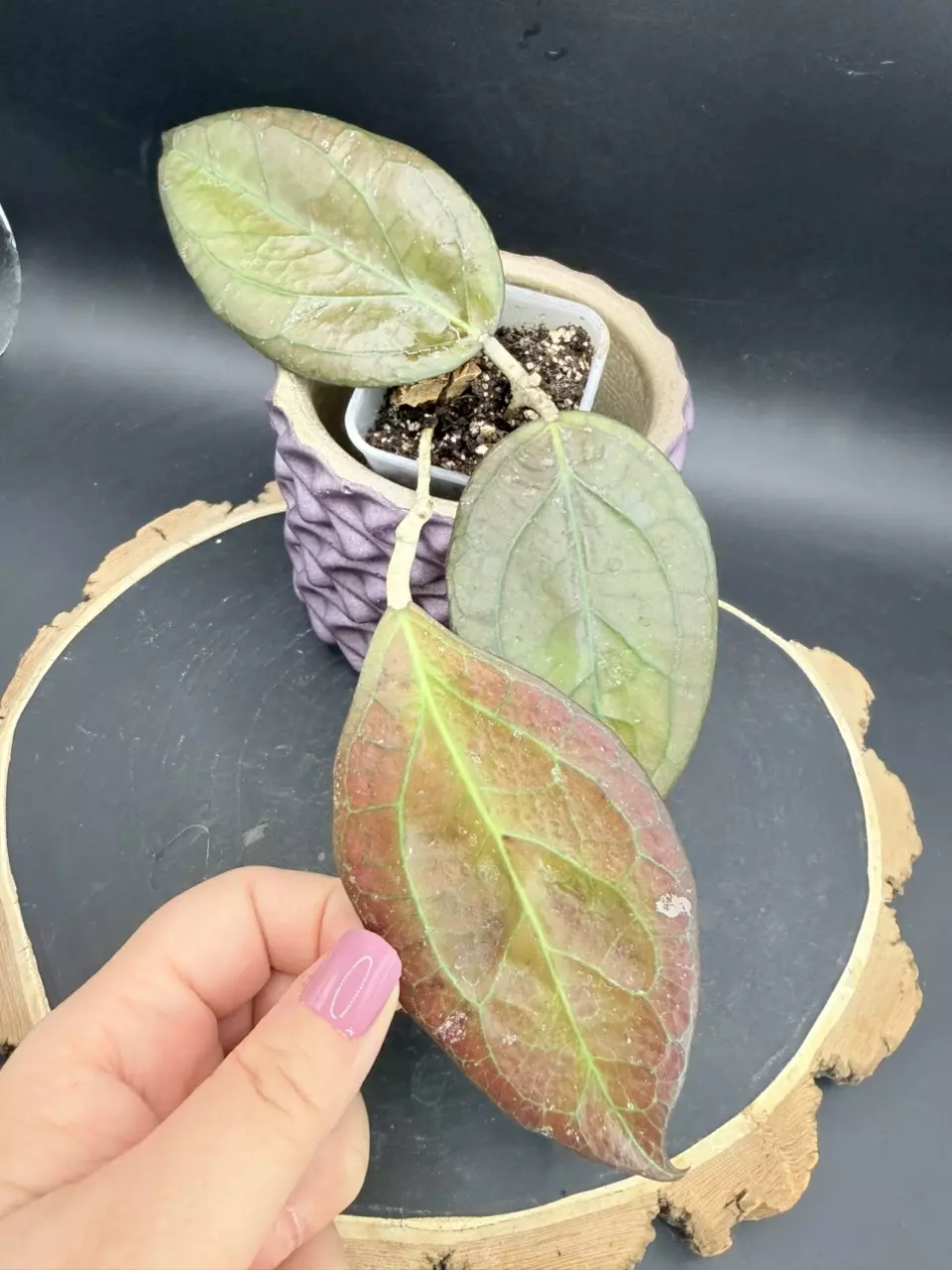 Hoya Tequila Sunrise #291 thumbnail