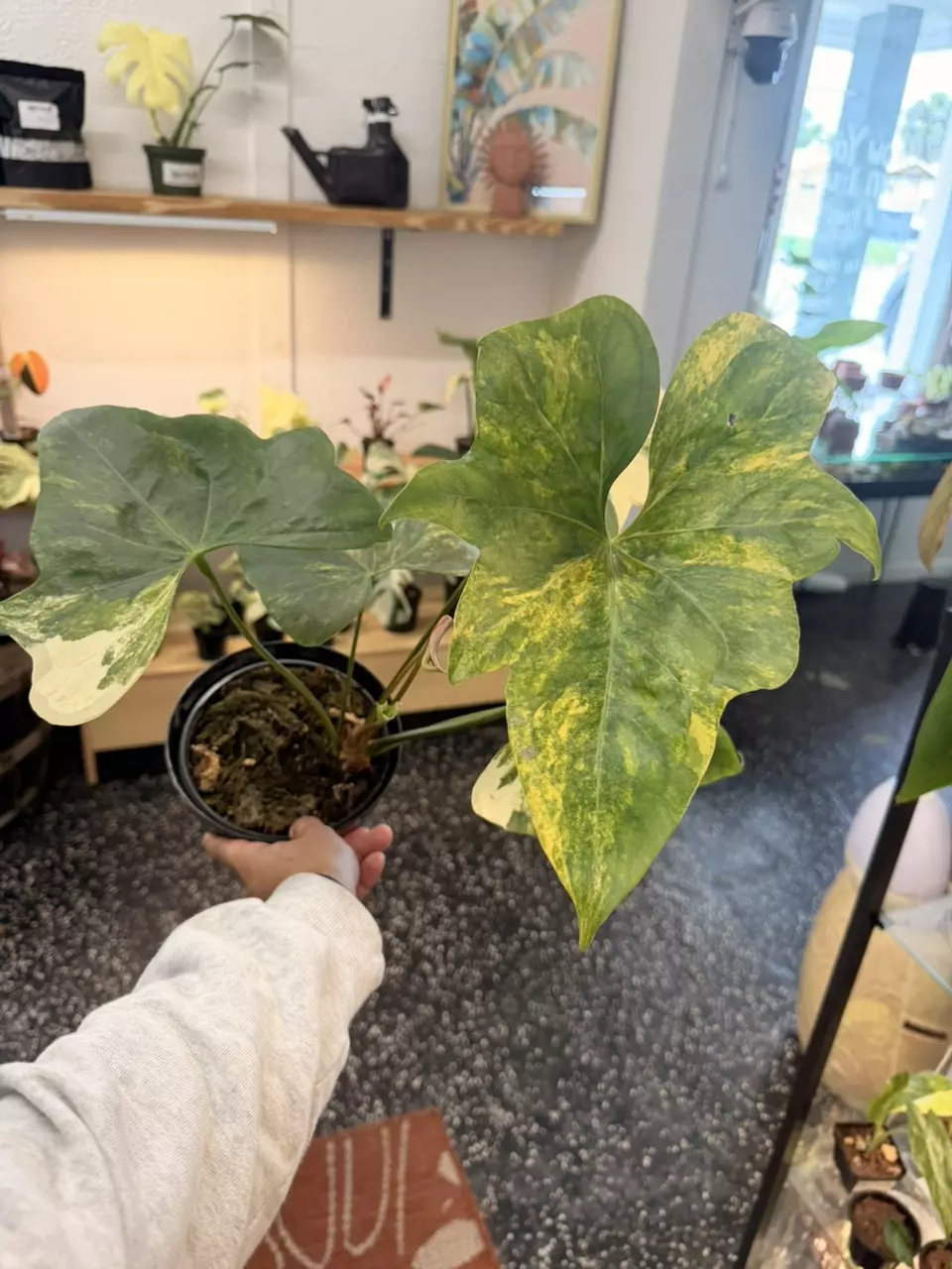 Anthurium pterodactyl variegated 7” thumbnail