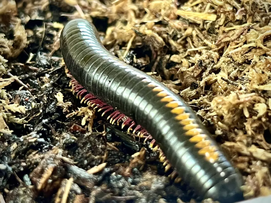 Avatar Unidentified Millipede Pair 1.1. *Rare* thumbnail