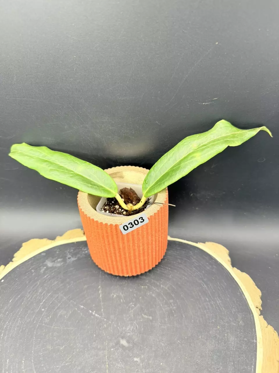 Hoya Ilagorium Red #303 thumbnail