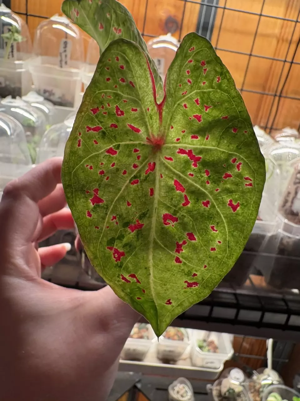 Pink Freckled Caladium thumbnail