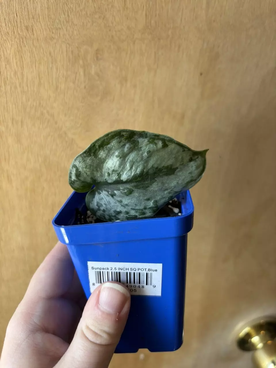 Scindapsus Geulis thumbnail