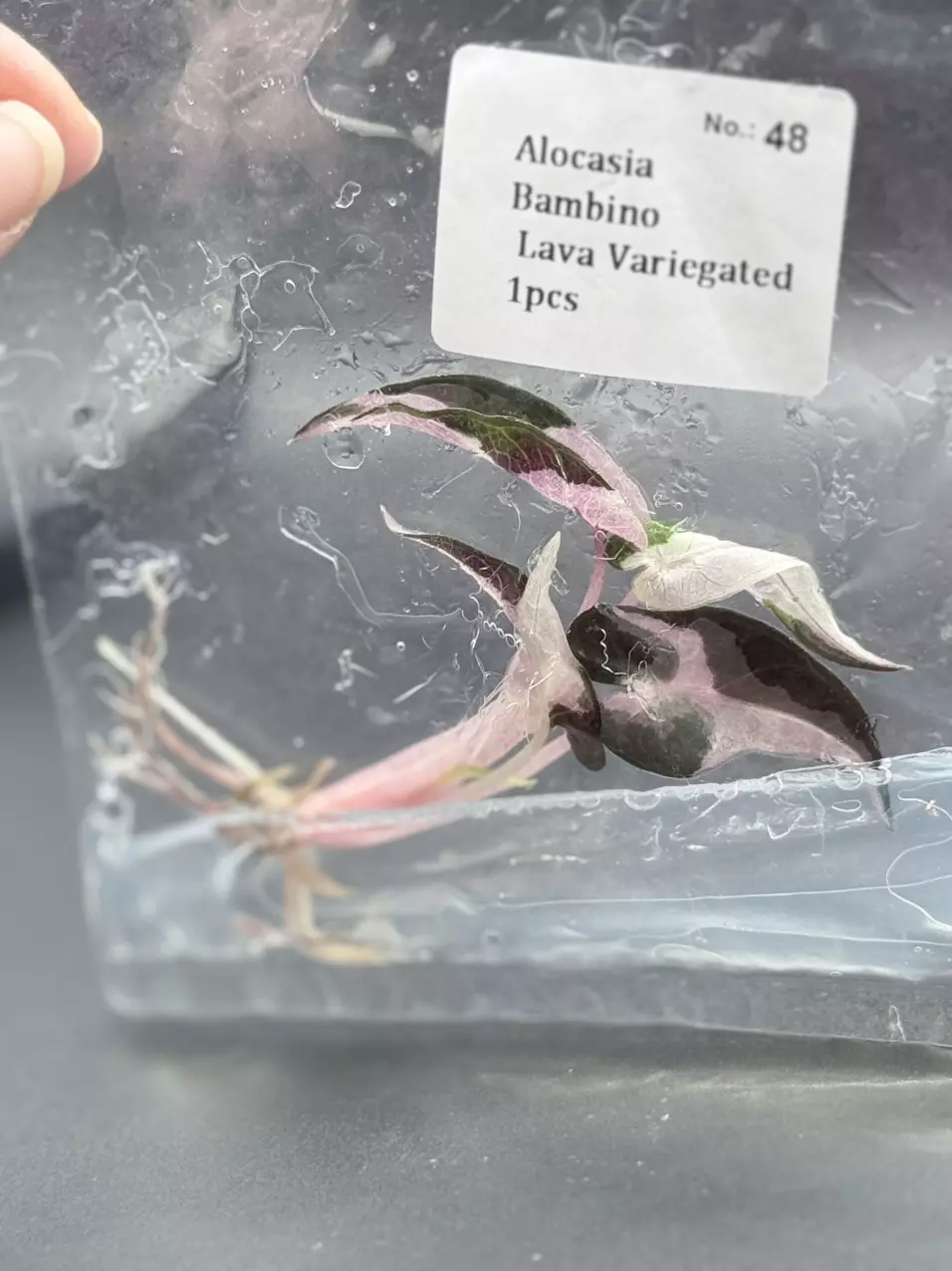 Rare Alocasia Bambino Lava (48) thumbnail