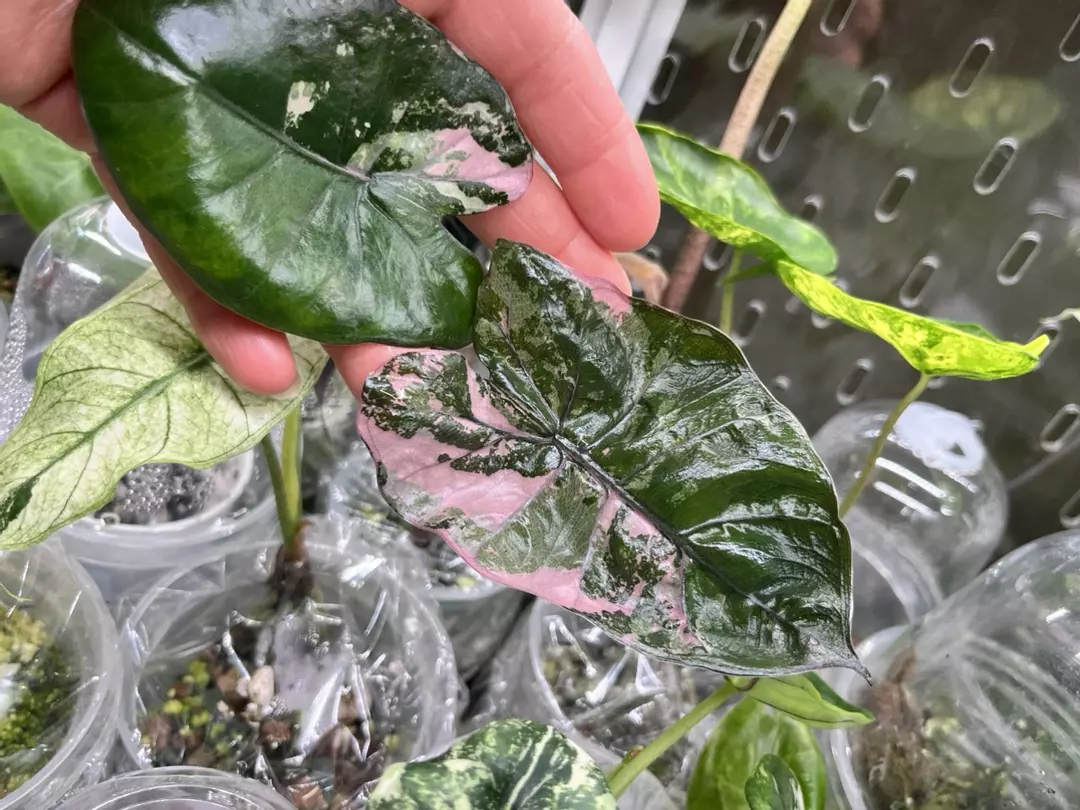 Pink Plumbea Nigra CORM. thumbnail