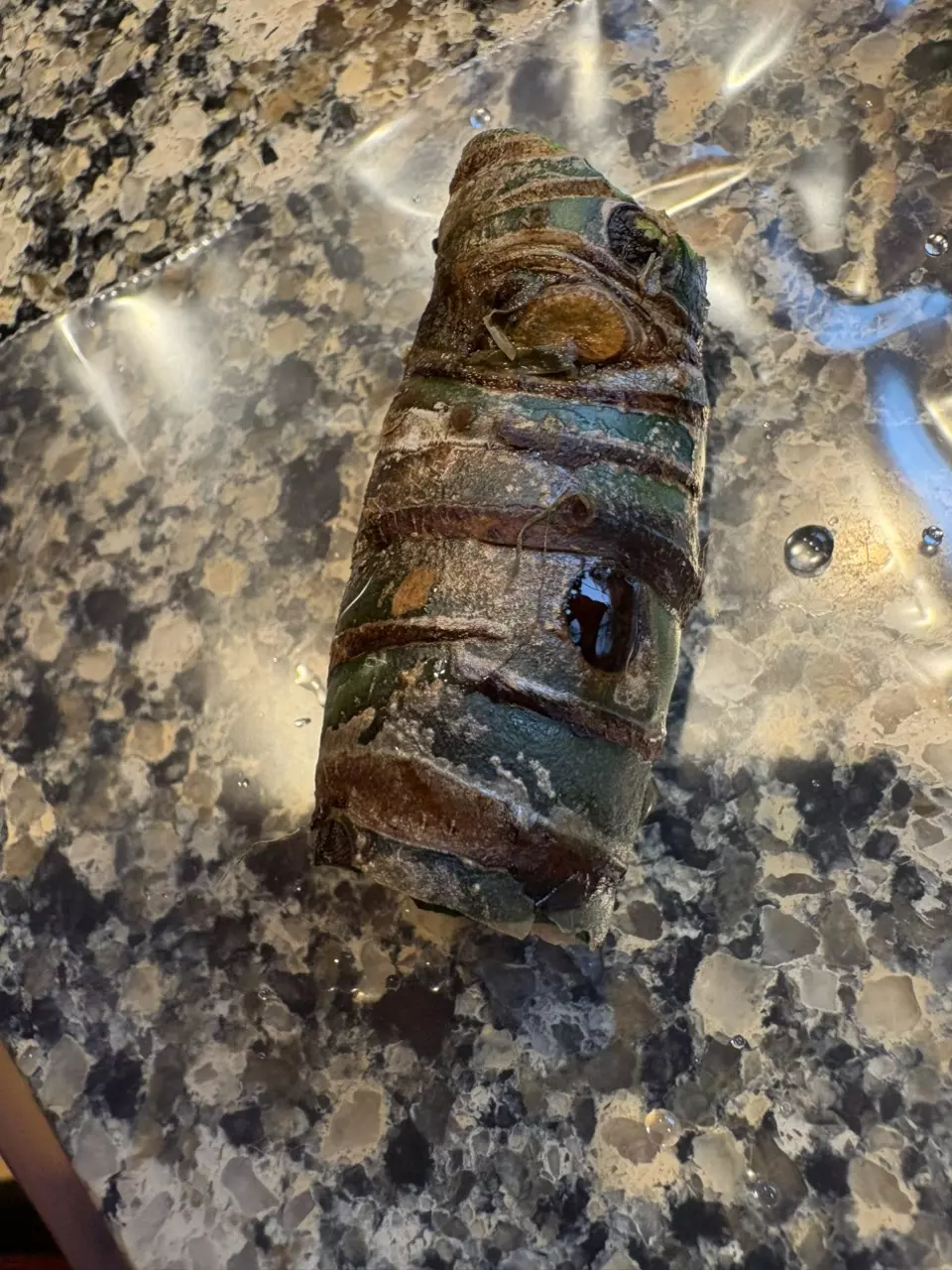 Mystery Alocasia Chonk thumbnail