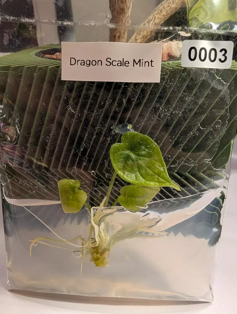 Alocasia Dragon Scale Mint thumbnail