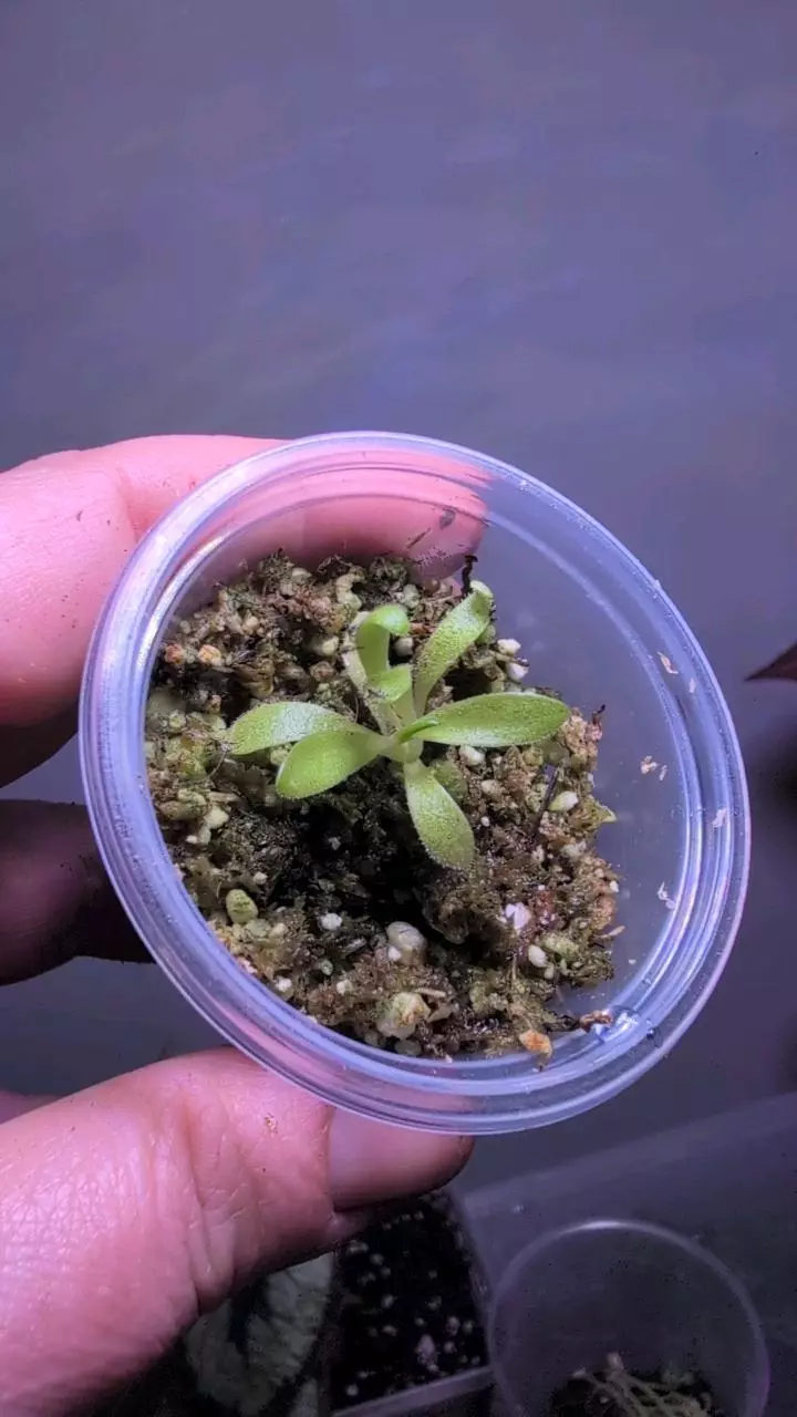 Pinguicula aphrodite thumbnail