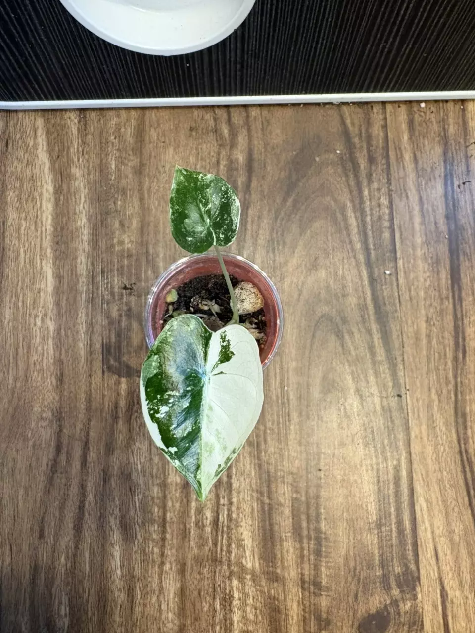 Alocasia Frydek Vargiated thumbnail