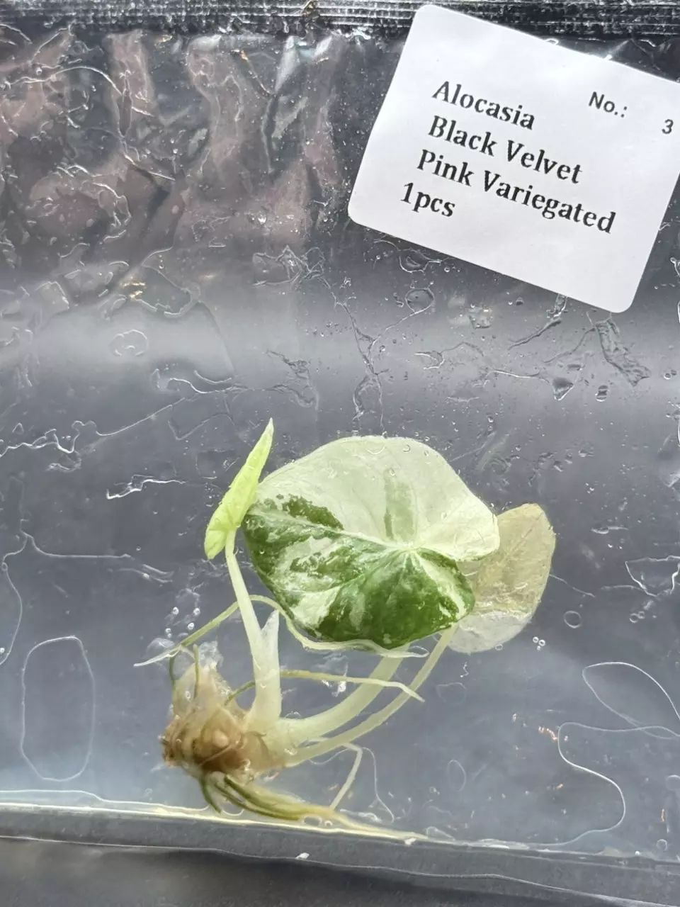 Alocasia Black Velvet Pink (3) thumbnail