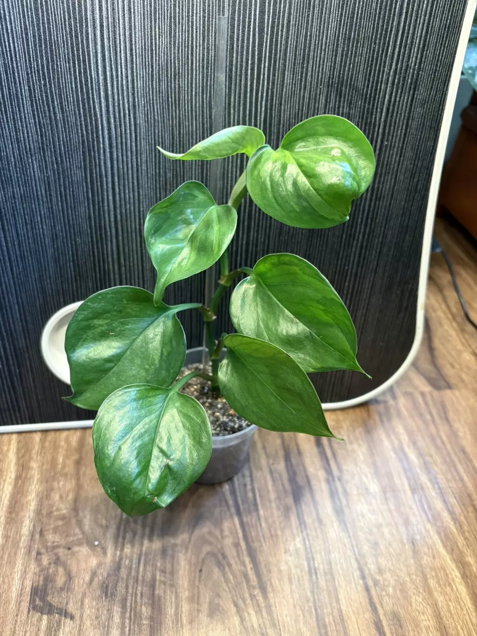 Global Green Pothos thumbnail