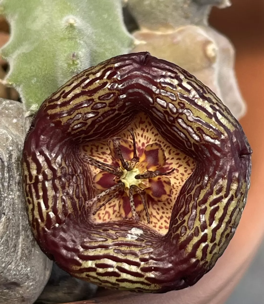 Stapelia engleriana, Asclepiad thumbnail