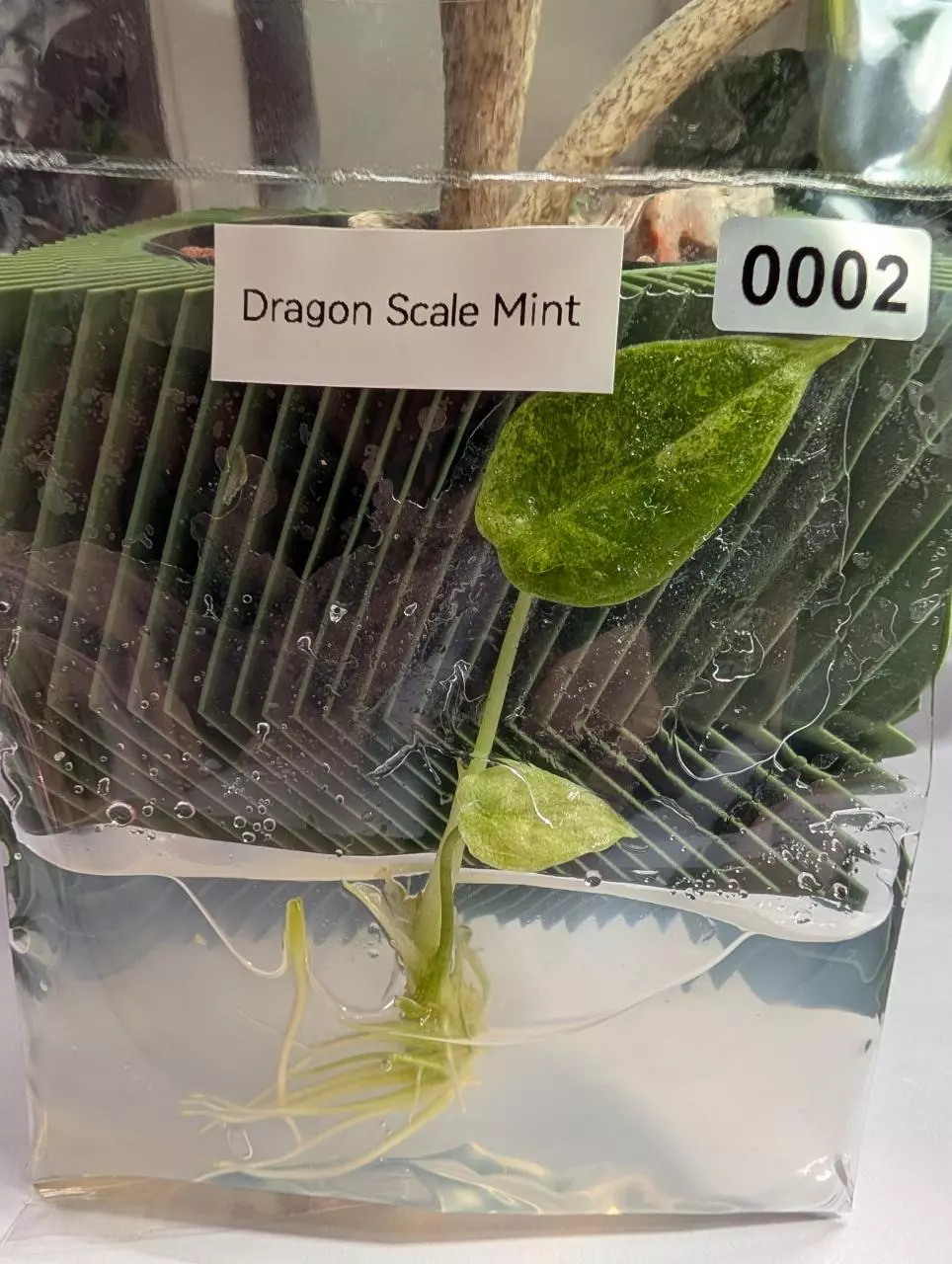 Alocasia Dragon Scale Mint thumbnail