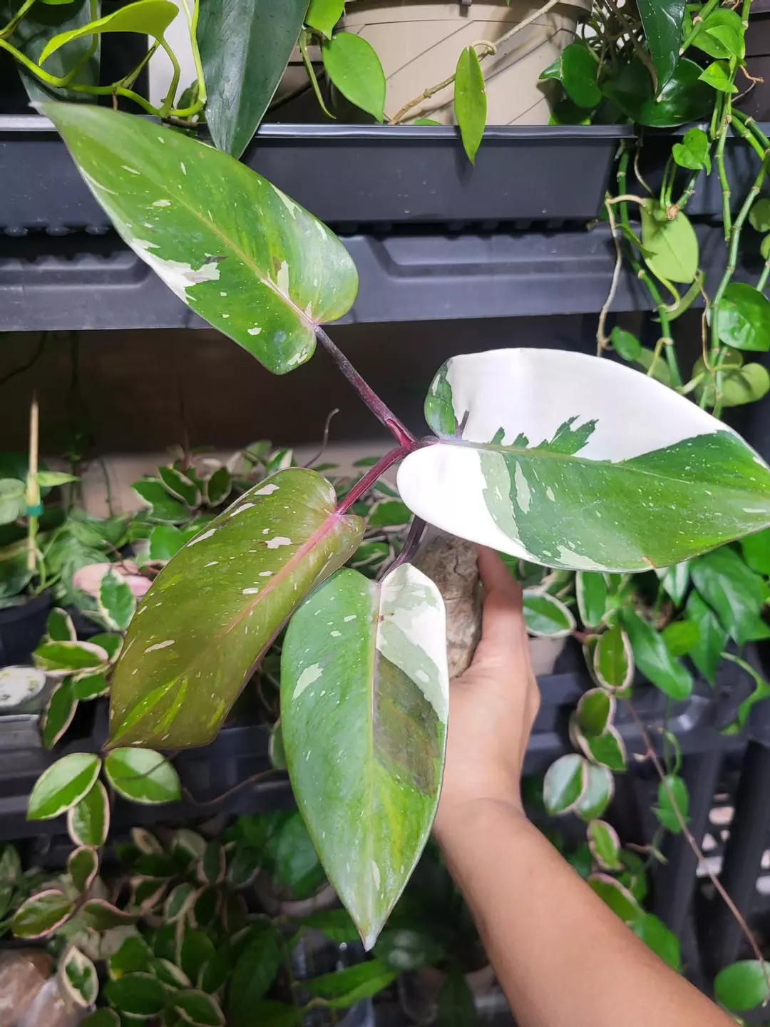 Philodednron red anderson thumbnail