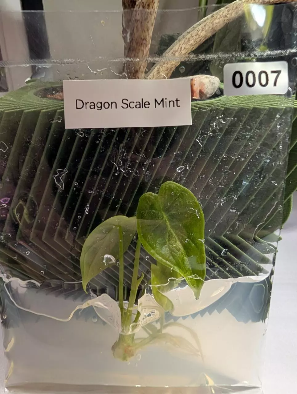 Alocasia Dragon Scale Mint thumbnail