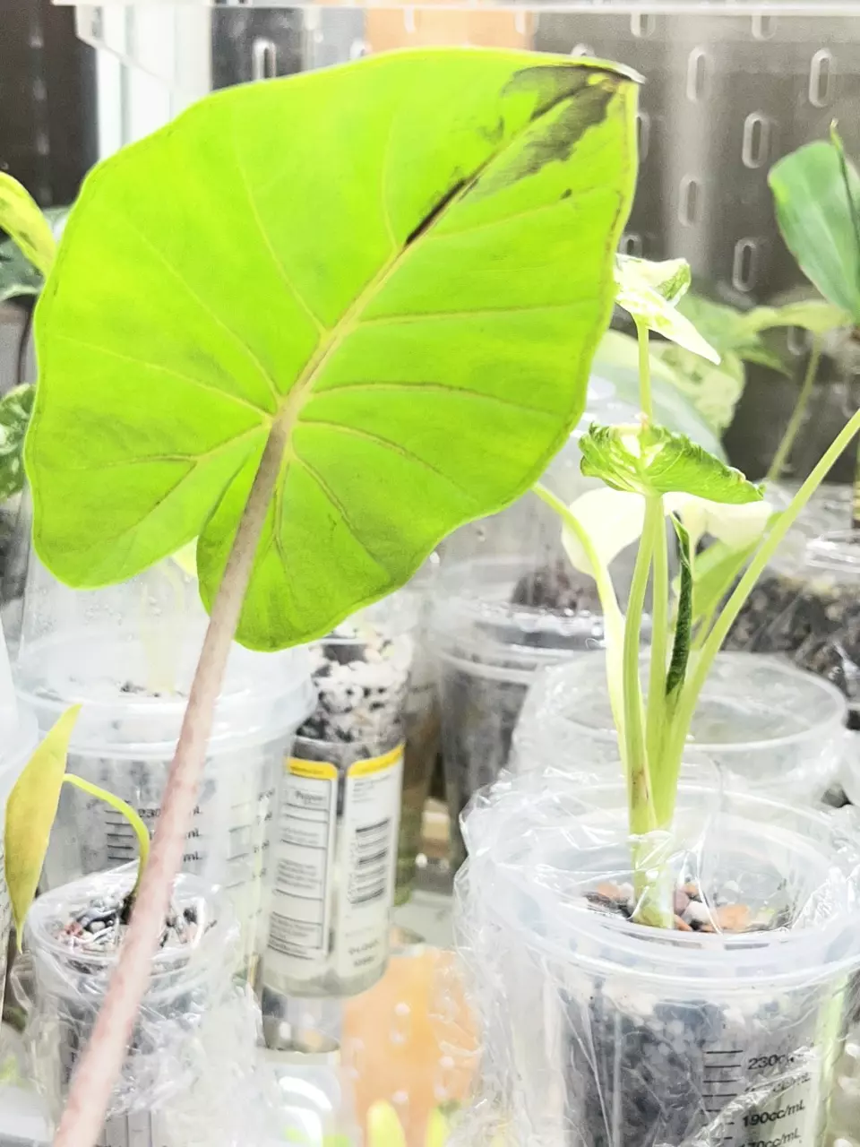 Var Yucatán Queen pup. Corm Grown. thumbnail