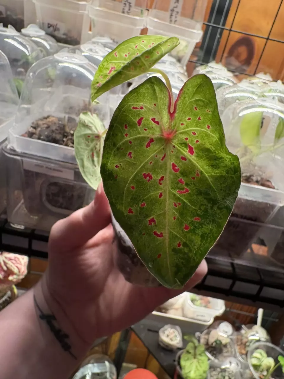 Pink Freckled Caladium thumbnail