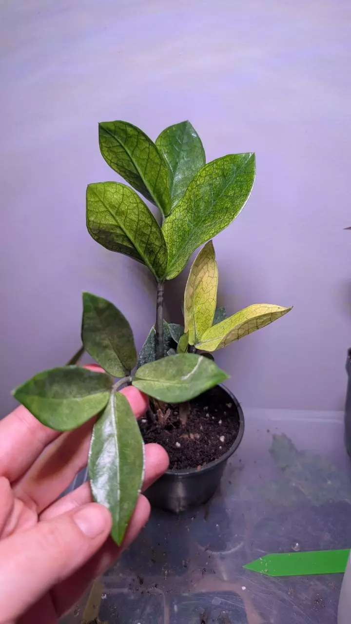 ZZ Chameleon thumbnail