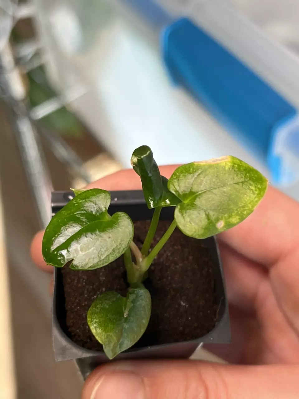 Low Color Dark Phoenix Mint thumbnail