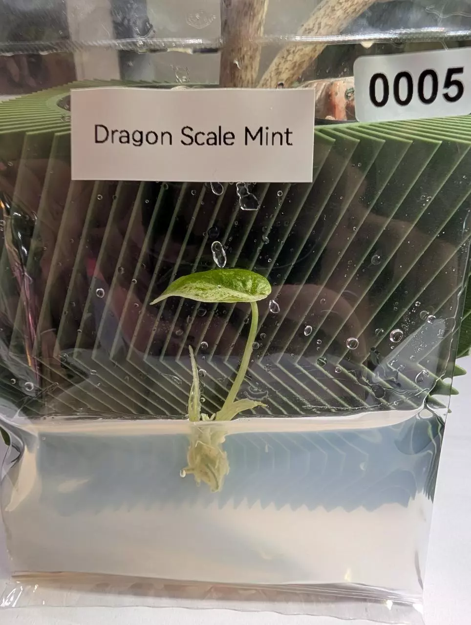 Alocasia Dragon Scale Mint thumbnail