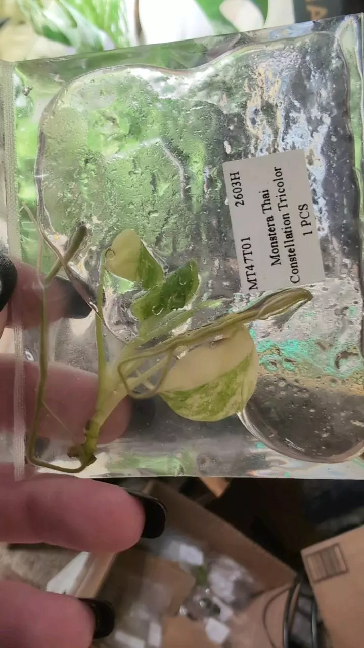 Monstera Tricolor Miracle thumbnail