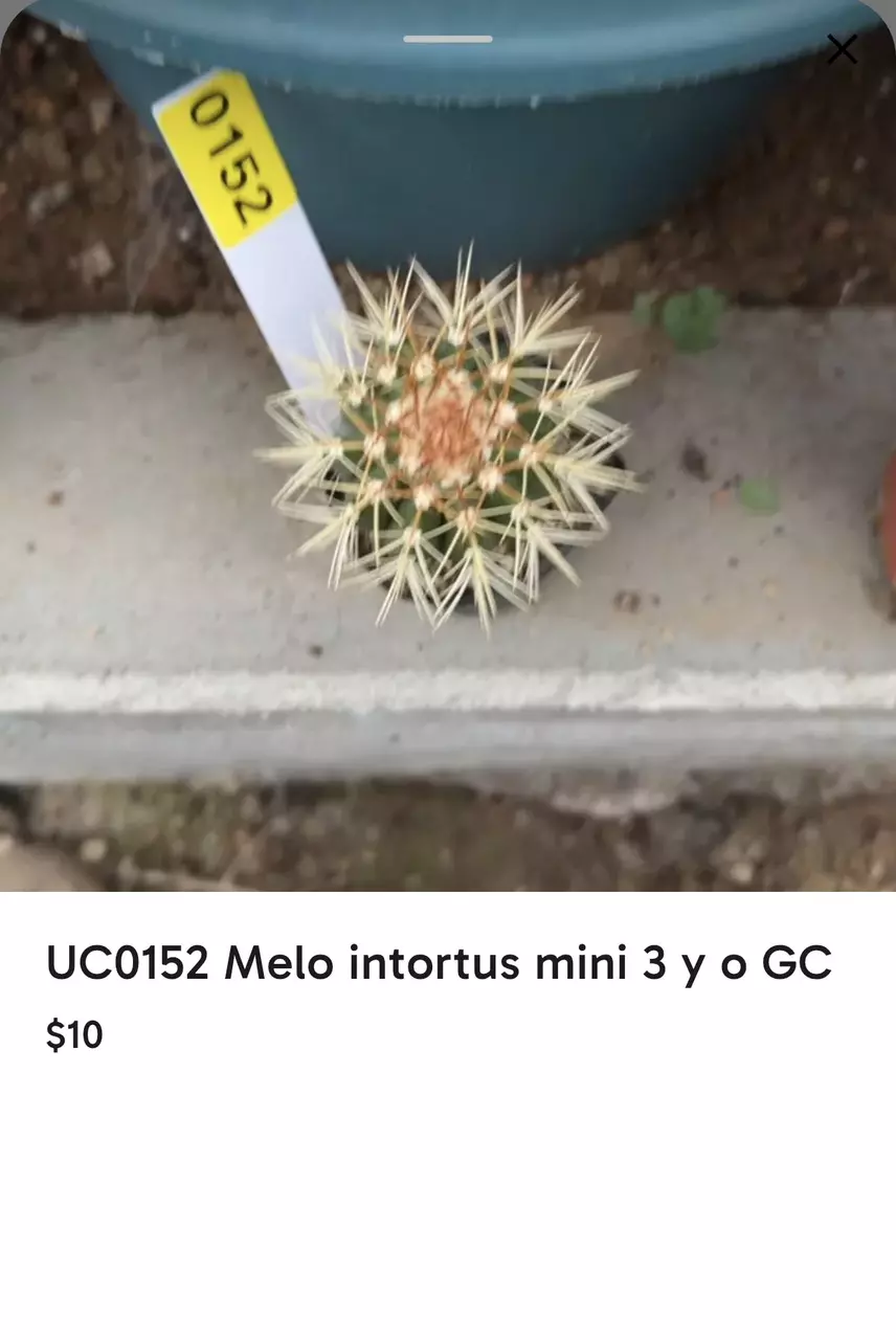 UC0152 Melo intortus mini 3yo GC thumbnail