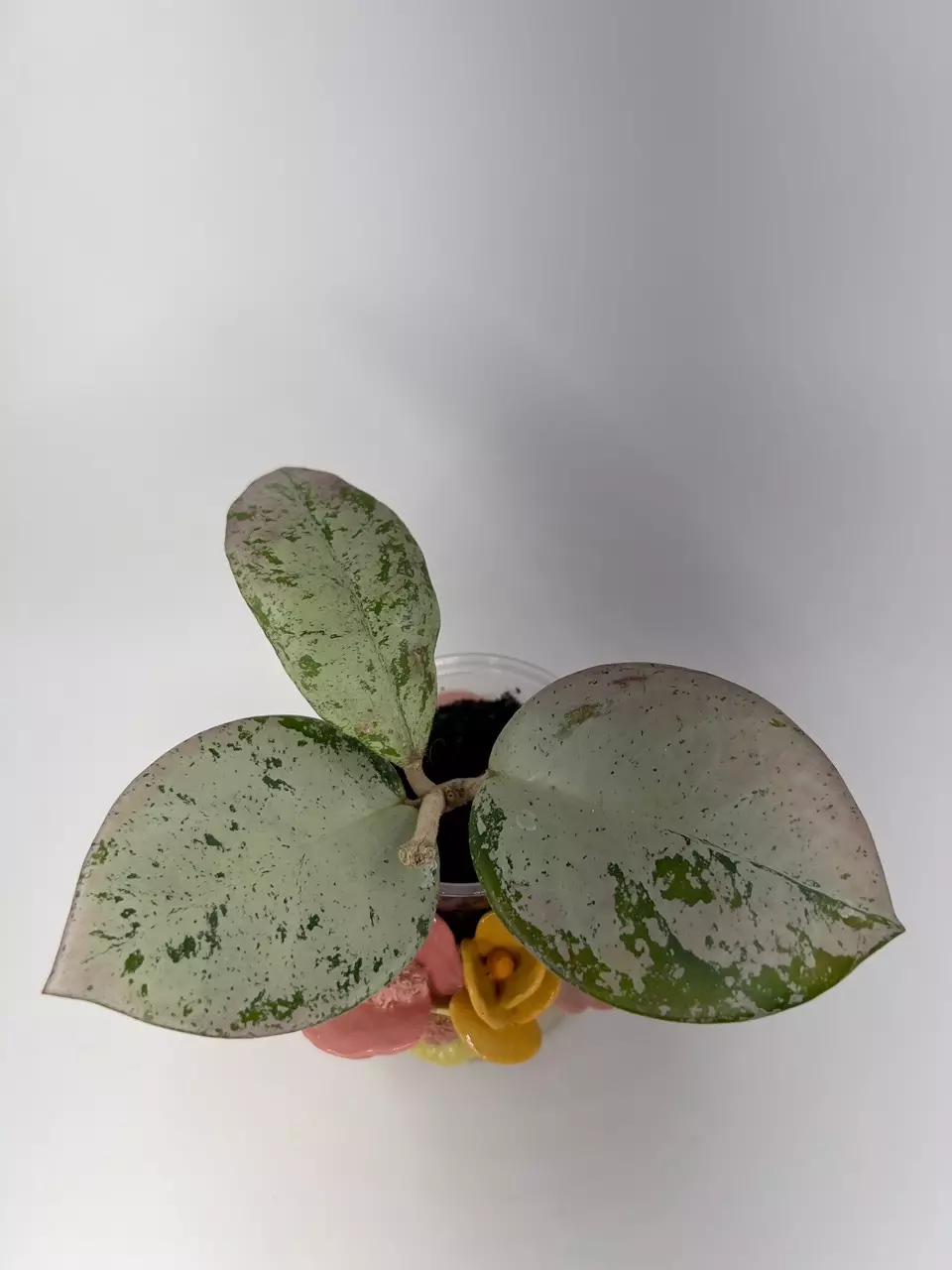 Hoya Carnosa TPQ-030 Stardust 🦄 thumbnail