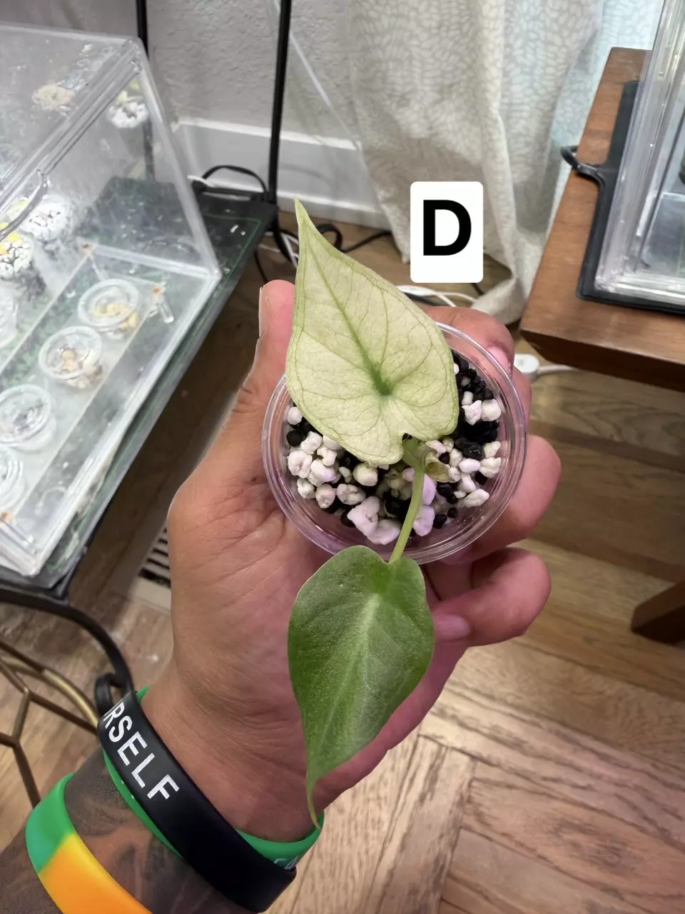 Regal Shield Mint thumbnail