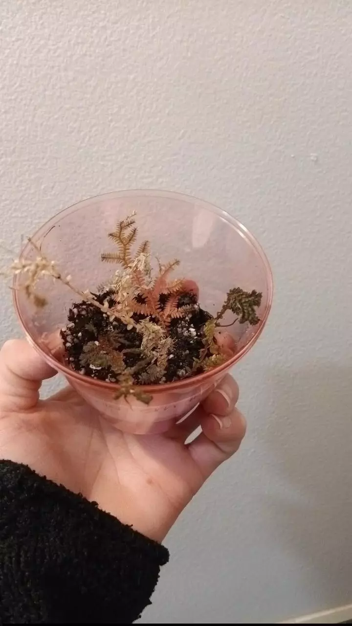 Rainbow Fern Starts thumbnail