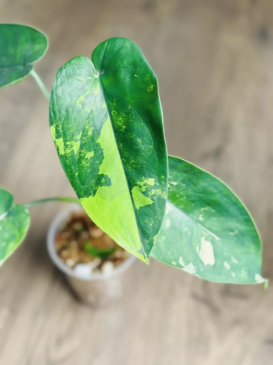Syngonium Chiapense Variegated thumbnail