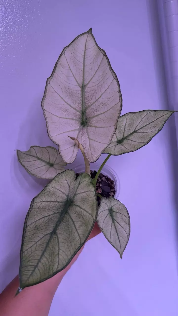Alocasia Regal Shields Mint *CORM ONLY* thumbnail