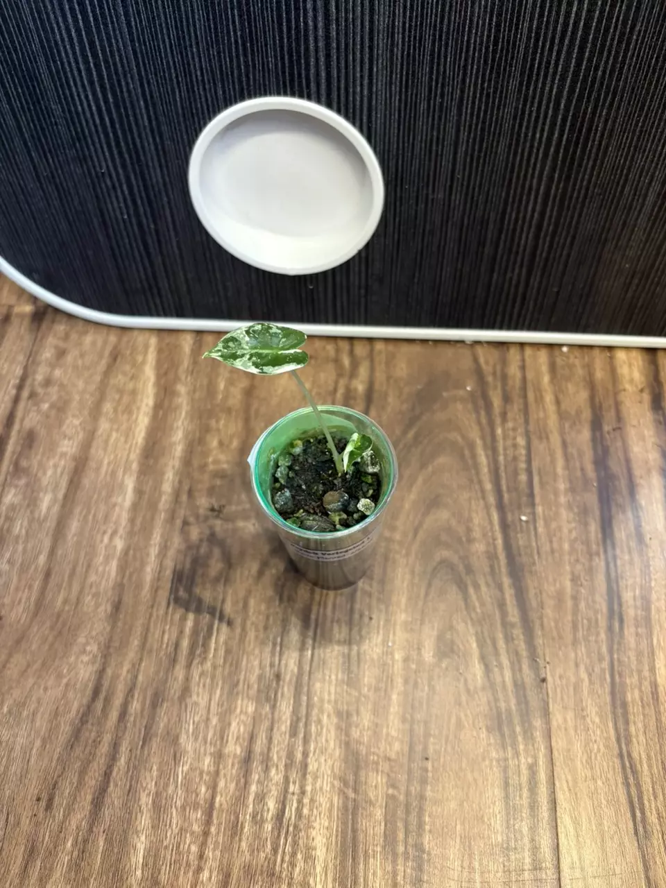 Alocasia Frydek Variegated thumbnail