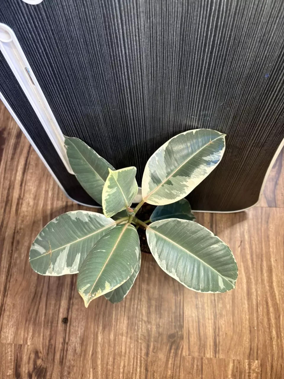 Ficus elastica ‘Tineke’ thumbnail