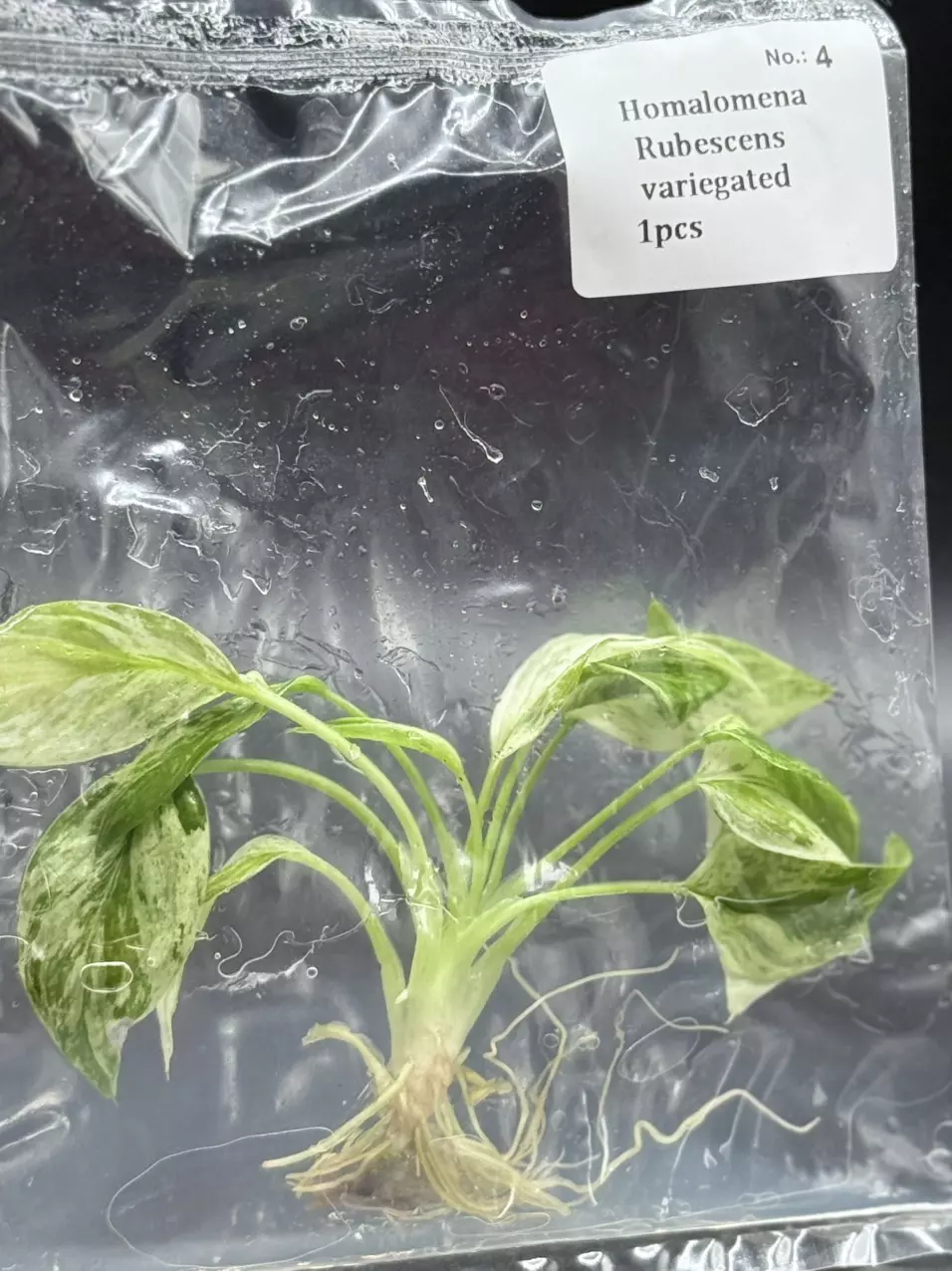 Homalomena Rubescens Albo (4) thumbnail