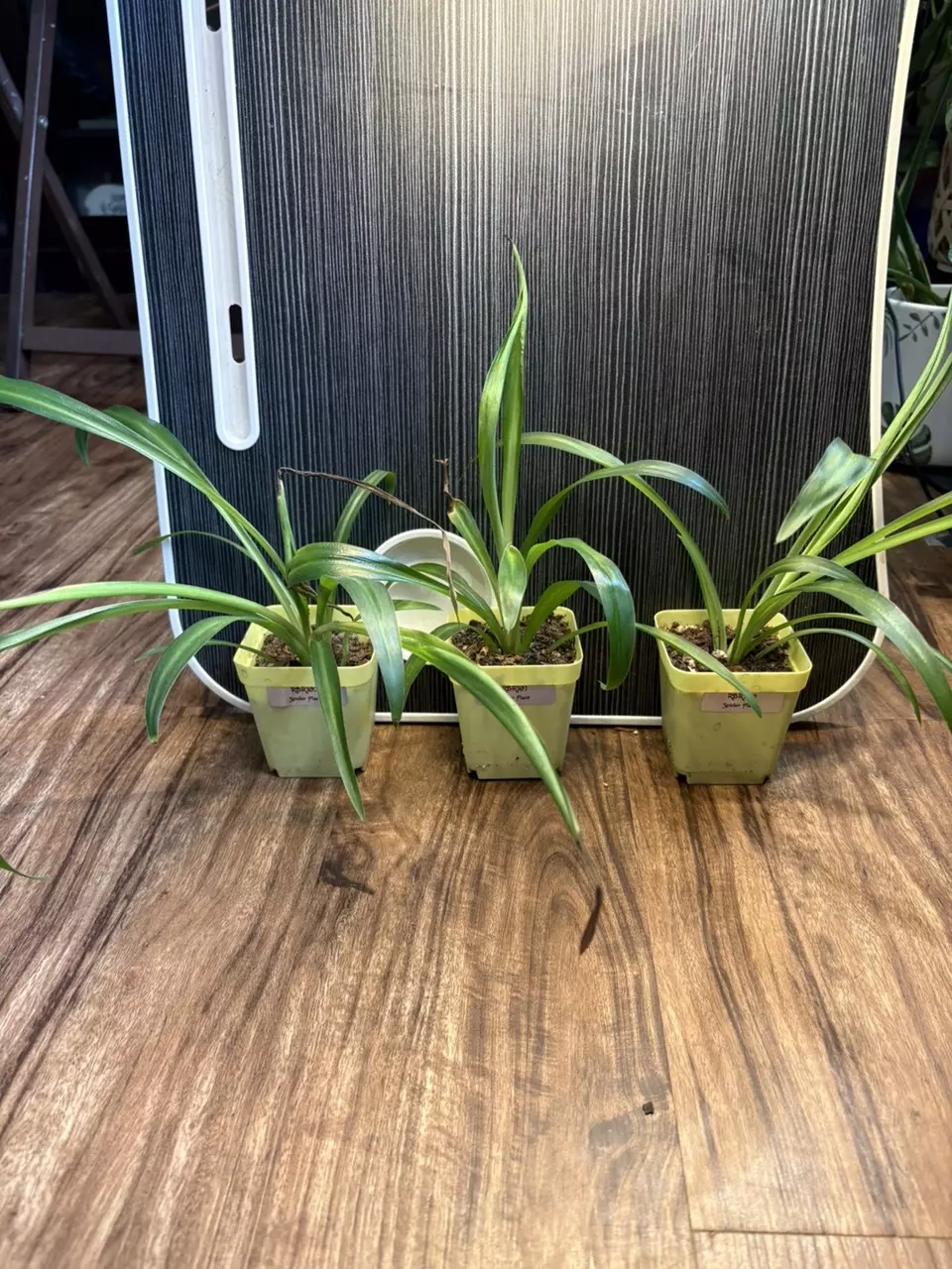 Spider Plant (Chlorophytum comosum) thumbnail