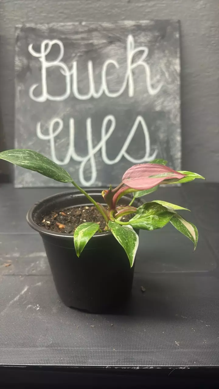 White Princess Philodendron thumbnail