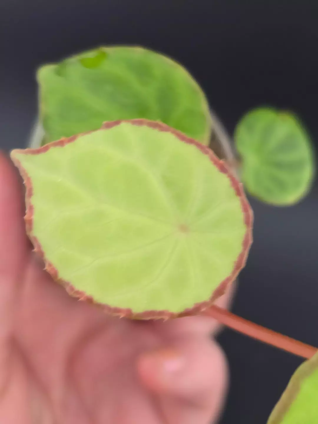 Begonia scapigera thumbnail