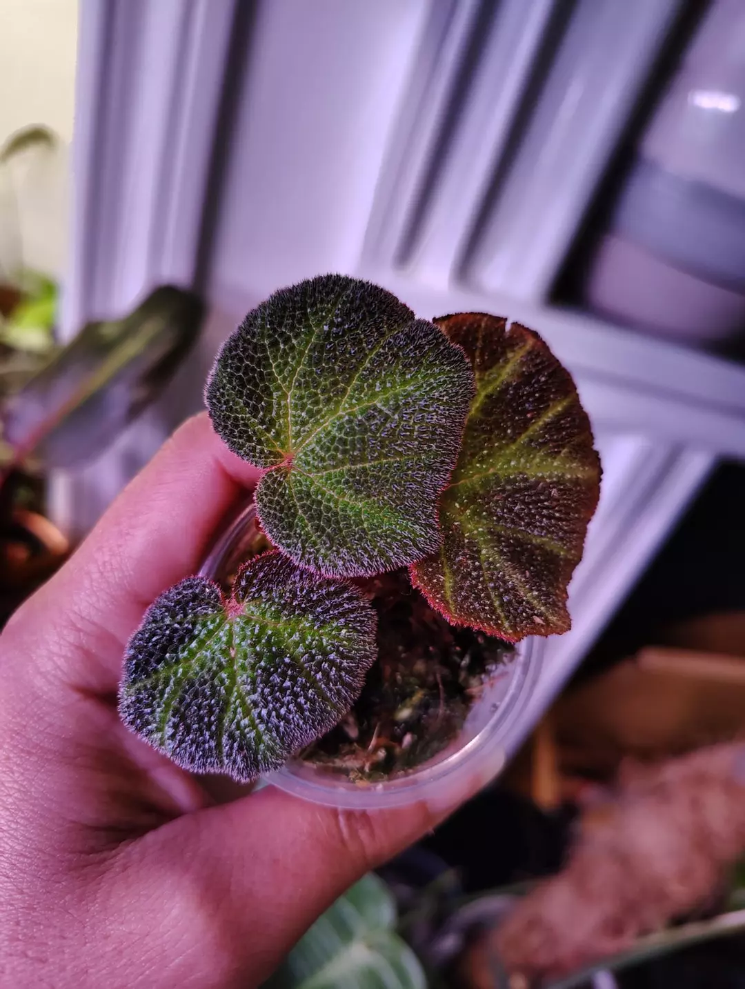 Begonia soli mutata thumbnail