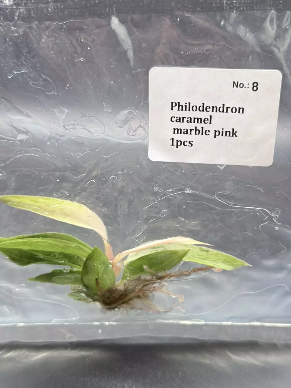 Rare Philodendron Carmel Marble Strawberry (Pink) (8) thumbnail