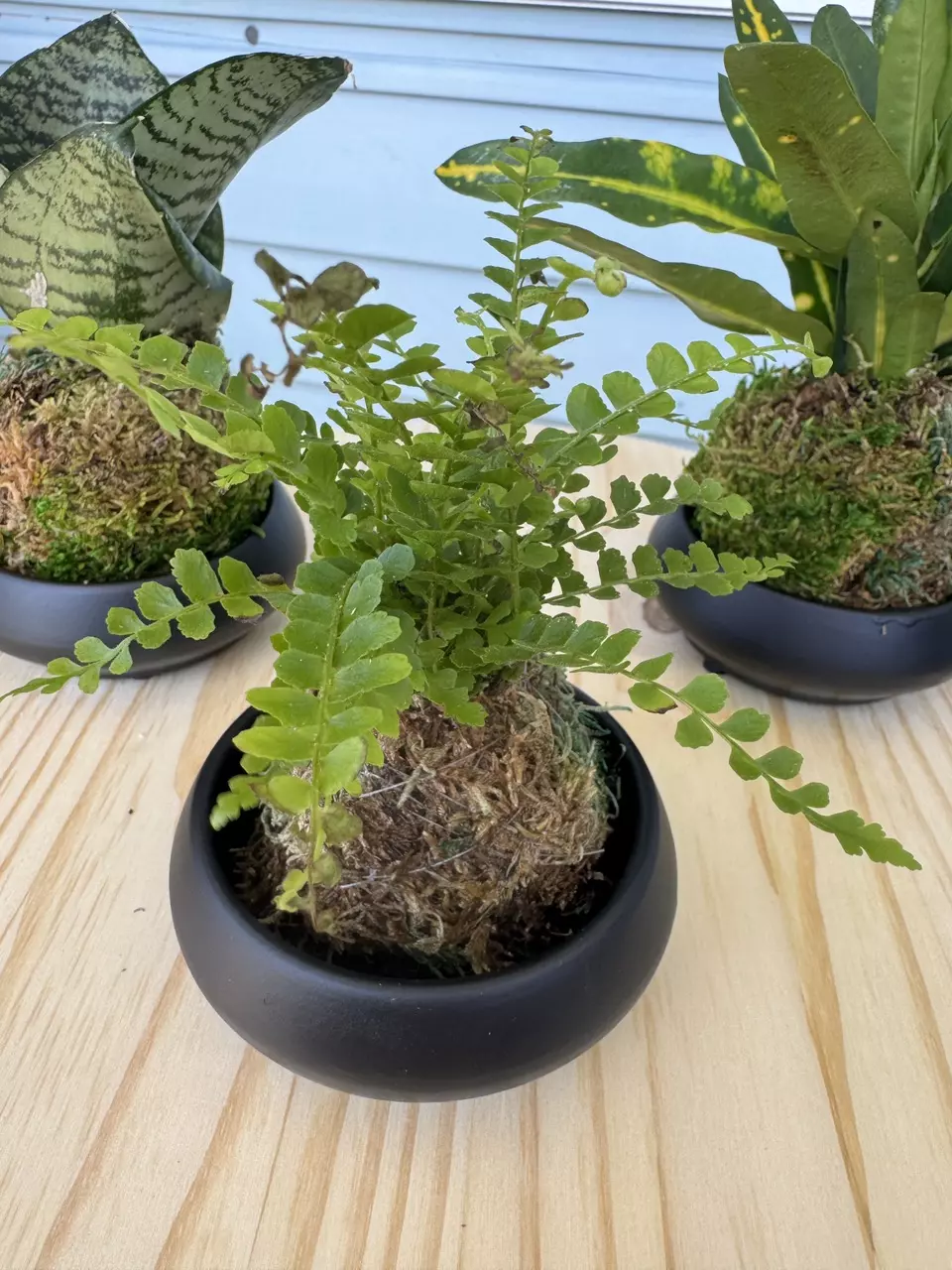 Kokedoma Lemon button fern with display plate thumbnail