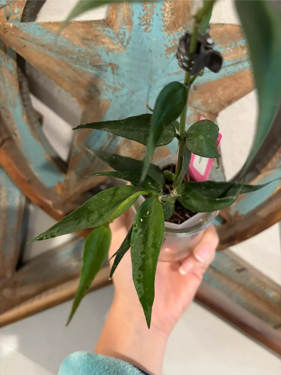 Hoya Burmanica thumbnail