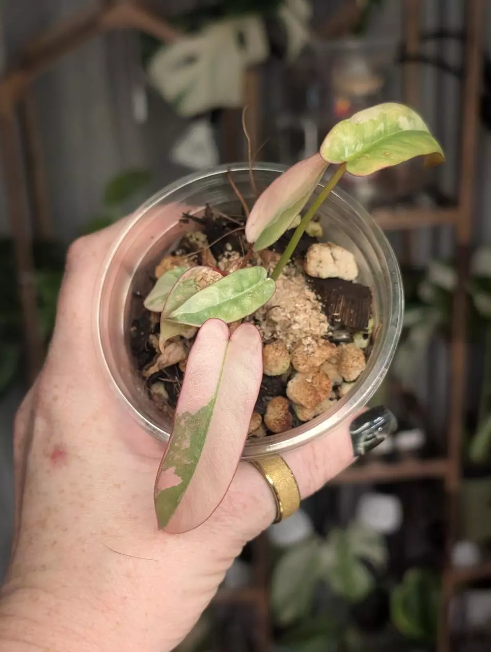 Philodendron Atabapoense Var Pink thumbnail