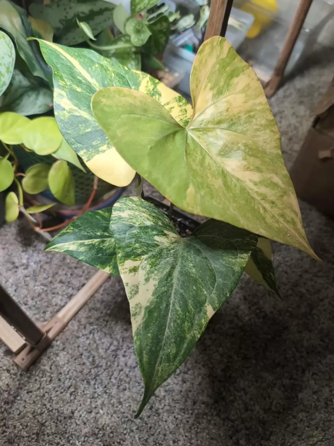 Antherium Pterodactyl Var thumbnail