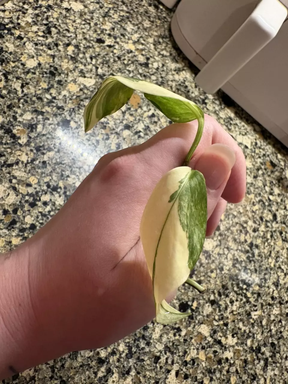 Monstera Lechlariana Albo thumbnail